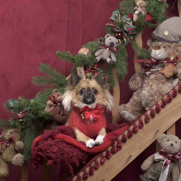 Chihuahua mit roter Jacke in Weihnachtsdekoration — Stockfoto