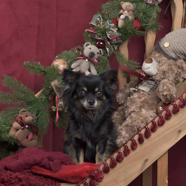 Zwarte Chihuahua in Kerstdecoratie — Stockfoto