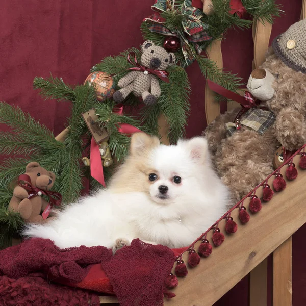 Pomerania en la decoración de Navidad — Foto de Stock