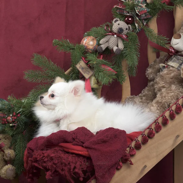Pomeranian in Christmas decoration — Stock Photo, Image