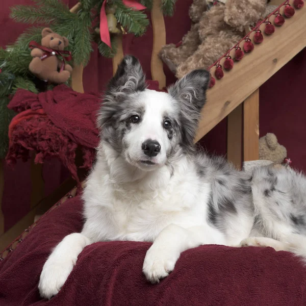 Border Collie sitzt in Weihnachtsdekoration — Stockfoto