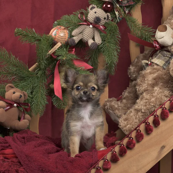 Chihuahua na decoração de Natal — Fotografia de Stock