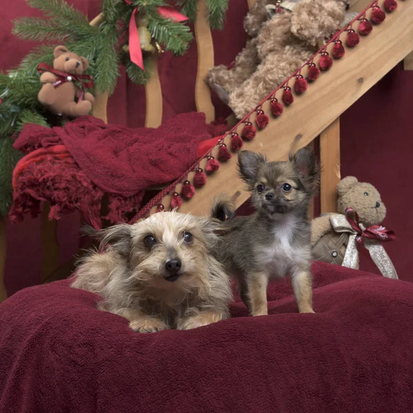 Chihuahua, in weihnachtlicher dekoration — Stockfoto