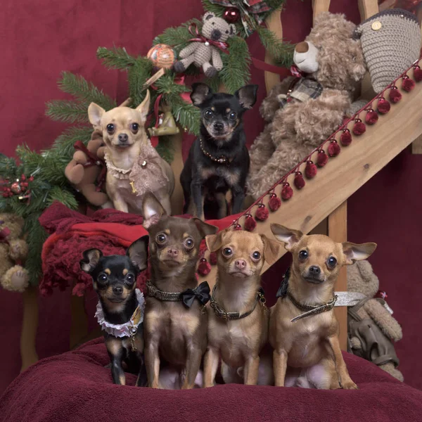 Chihuahua posa, in decorazioni natalizie — Foto Stock