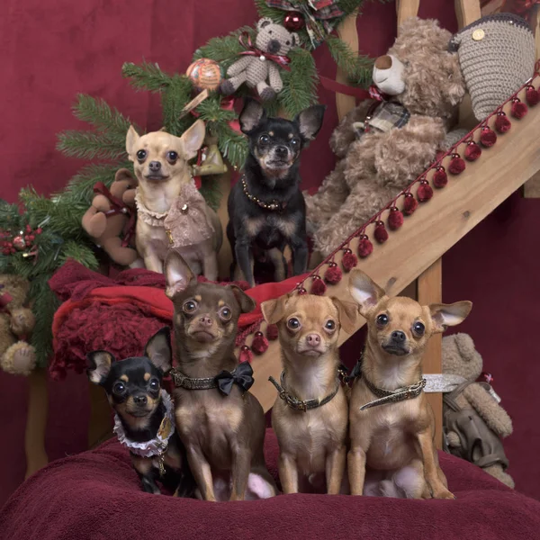 Chihuahuas και γερμανικό spitz, στα Χριστουγεννιάτικα διακοσμητικά παιχνίδια — Φωτογραφία Αρχείου