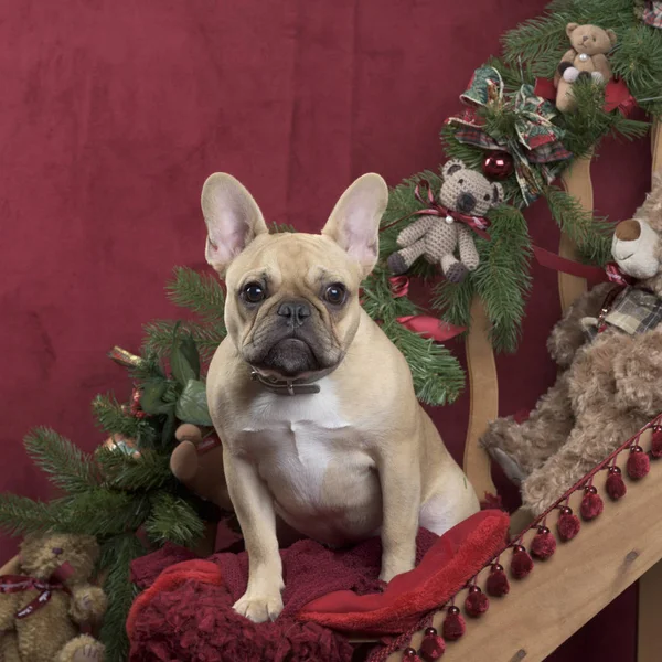 Bulldog francés en la decoración de Navidad — Foto de Stock