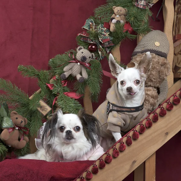 クリスマスの飾りで座っている 2 つのチワワ — ストック写真