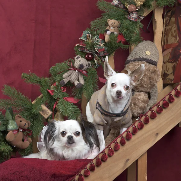 Dos chihuahuas sentados, en decoraciones navideñas — Foto de Stock