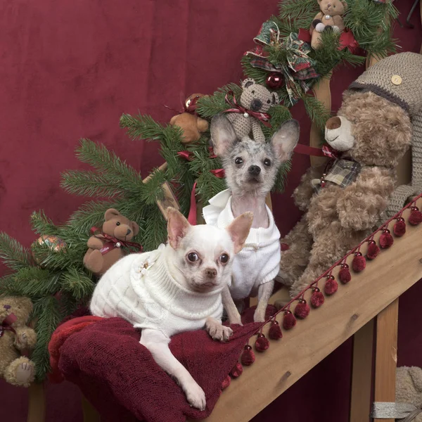 Zwei Chihuahuas sitzend, in Weihnachtsdekoration — Stockfoto