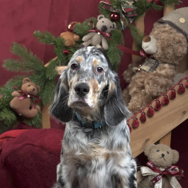 Anglický Setr v Vánoční dekorace — Stock fotografie
