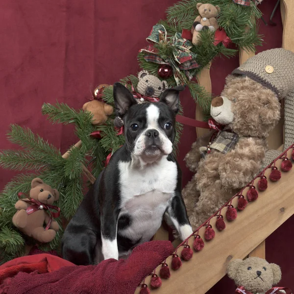 Boston terrier in Christmas decoration — Stock Photo, Image