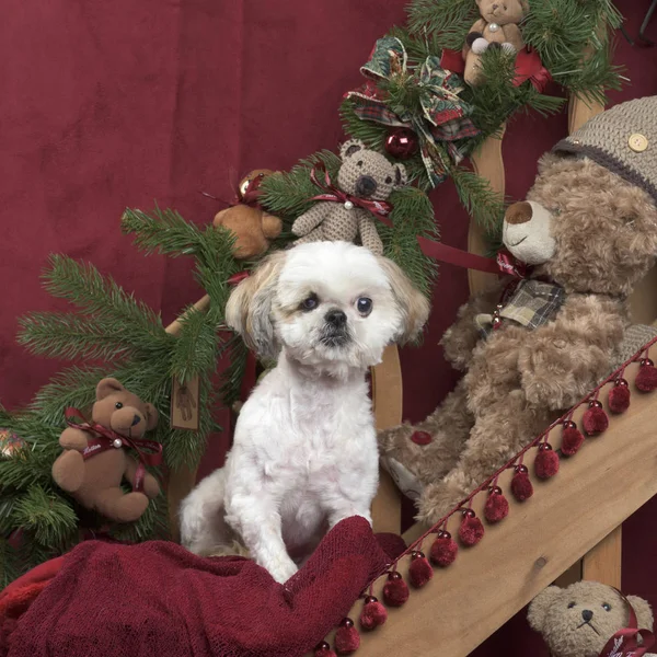 Shih tzu en la decoración de Navidad — Foto de Stock