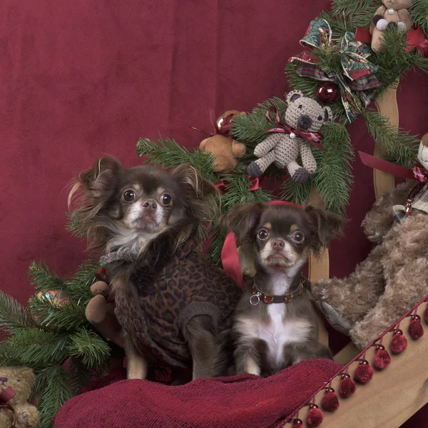 Chihuahuas posant, dans les décorations de Noël — Photo