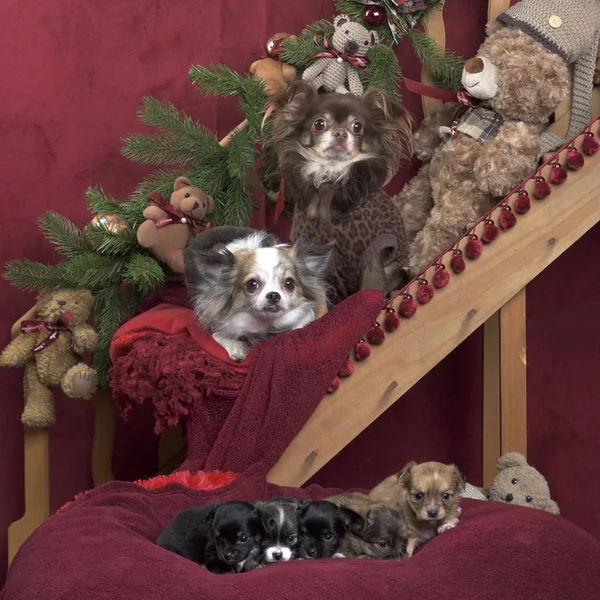 Čivavy v bundě a štěňata pózování, Vánoční dekorace — Stock fotografie