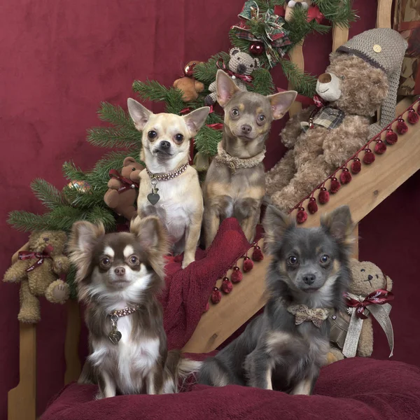 Chihuahuas posando, en decoraciones navideñas — Foto de Stock