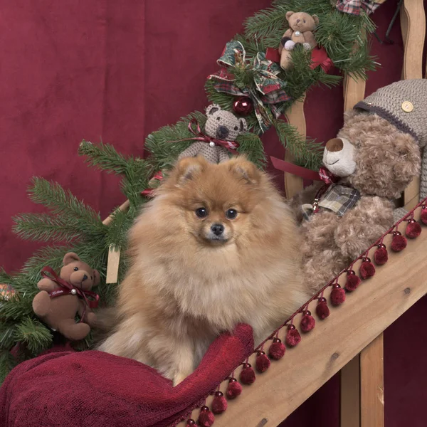 Pomeranian για Χριστουγεννιάτικη διακόσμηση — Φωτογραφία Αρχείου