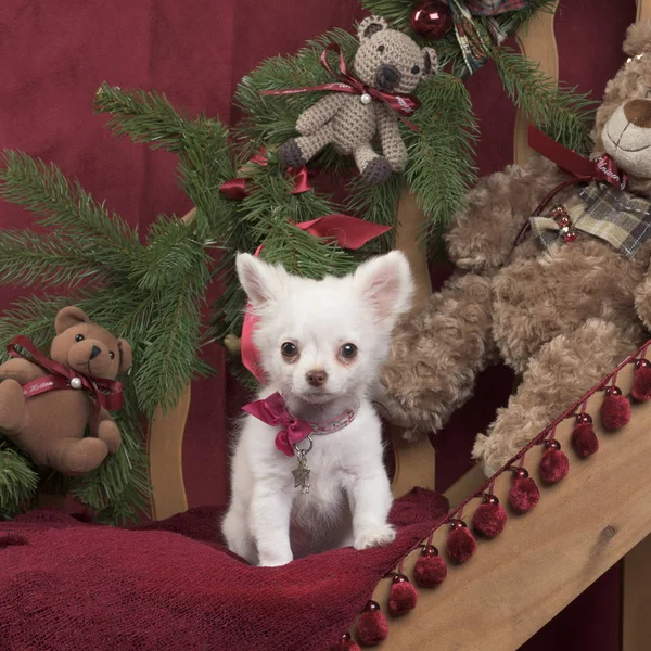 Cachorro Chihuahua, 3 meses en decoración navideña — Foto de Stock