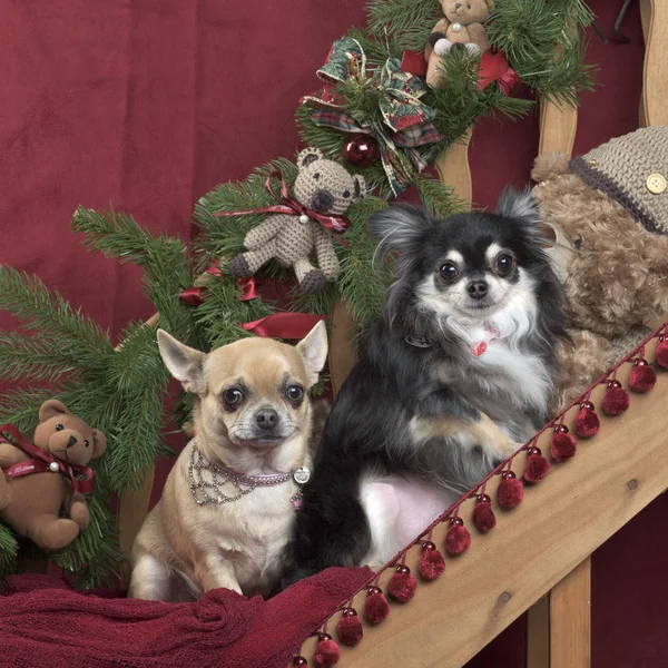 Dos chihuahuas sentados, en decoraciones navideñas — Foto de Stock