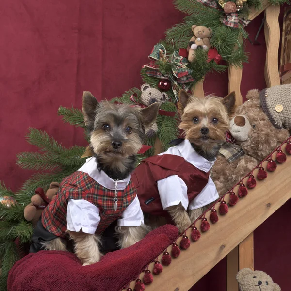 Zwei yorkshire in schottischer jacke posieren, in weihnachtsdekoration — Stockfoto