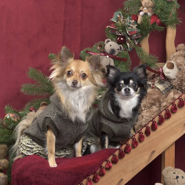 Chihuahuas posant, dans les décorations de Noël — Photo