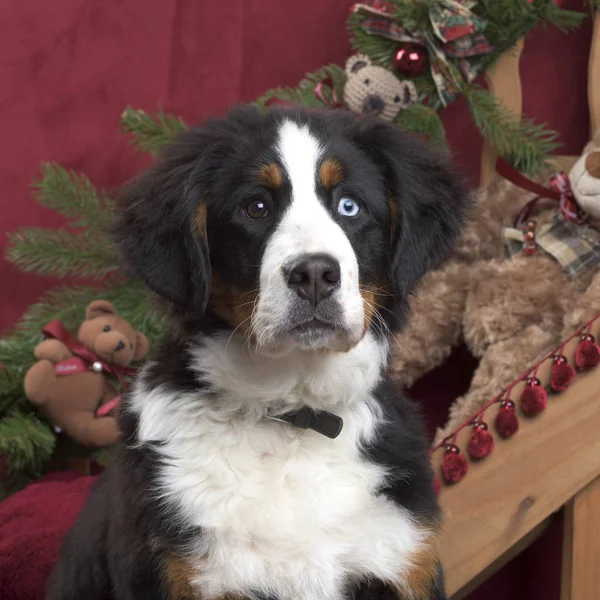 クリスマスの装飾の bernese 山犬のクローズ アップ — ストック写真