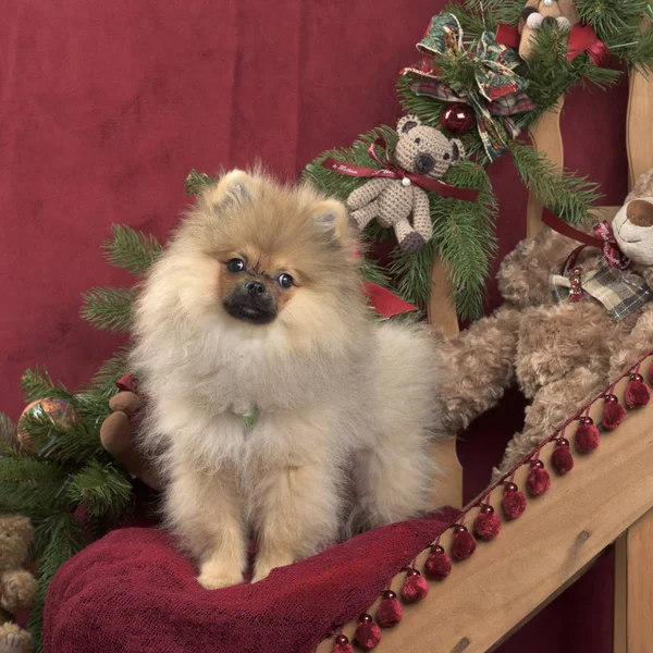 博美犬在圣诞节装饰 — 图库照片