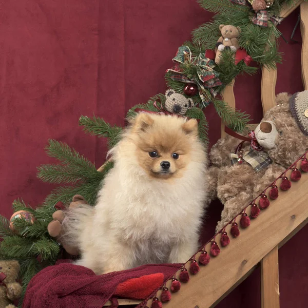 クリスマスの装飾のポメラニアン — ストック写真