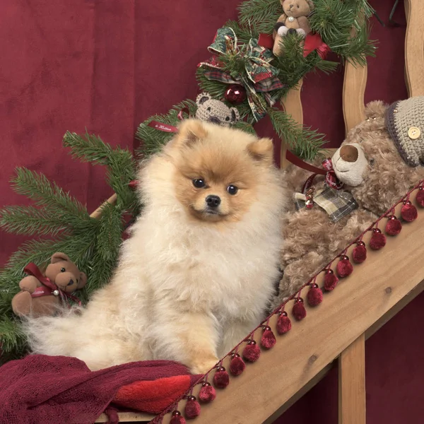 クリスマスの装飾のポメラニアン — ストック写真