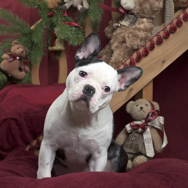 Französische Bulldogge in Weihnachtsdekoration — Stockfoto