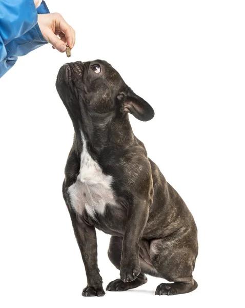 French Bulldog sitting and eating in hand, 18 months old, isolat — Stock Photo, Image