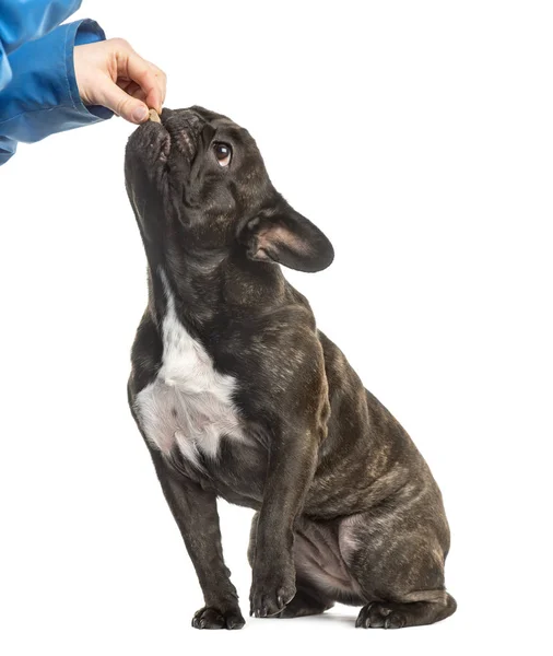 French Bulldog sitting and eating in hand, 18 months old, isolat — Stock Photo, Image