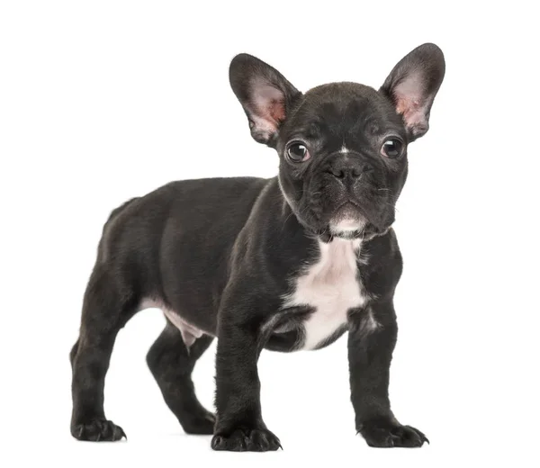 Puppy French Bulldog în picioare, 2 luni, izolat pe alb — Fotografie, imagine de stoc