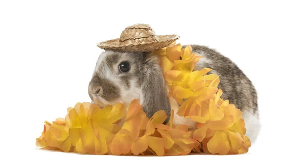 Conejo festivo con sombrero y flores, aislado en blanco — Foto de Stock