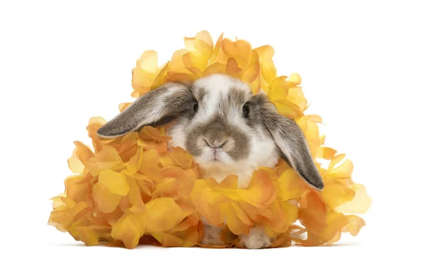 Rabbit in artificial flowers, isolated on white — Stock Photo, Image
