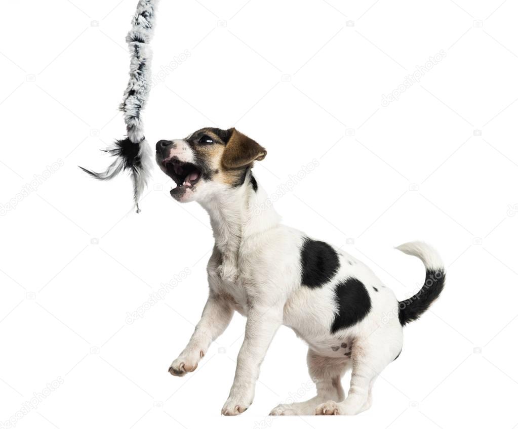 Puppy Jack Russell Terrier playing with a rope, 4 months old, is
