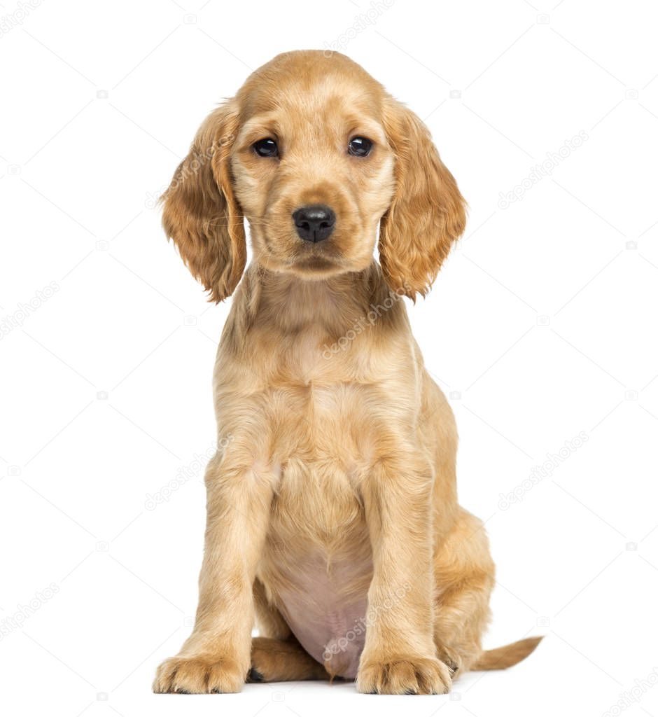 Puppy English Cocker Spaniel sitting, 9 weeks old, isolated on w