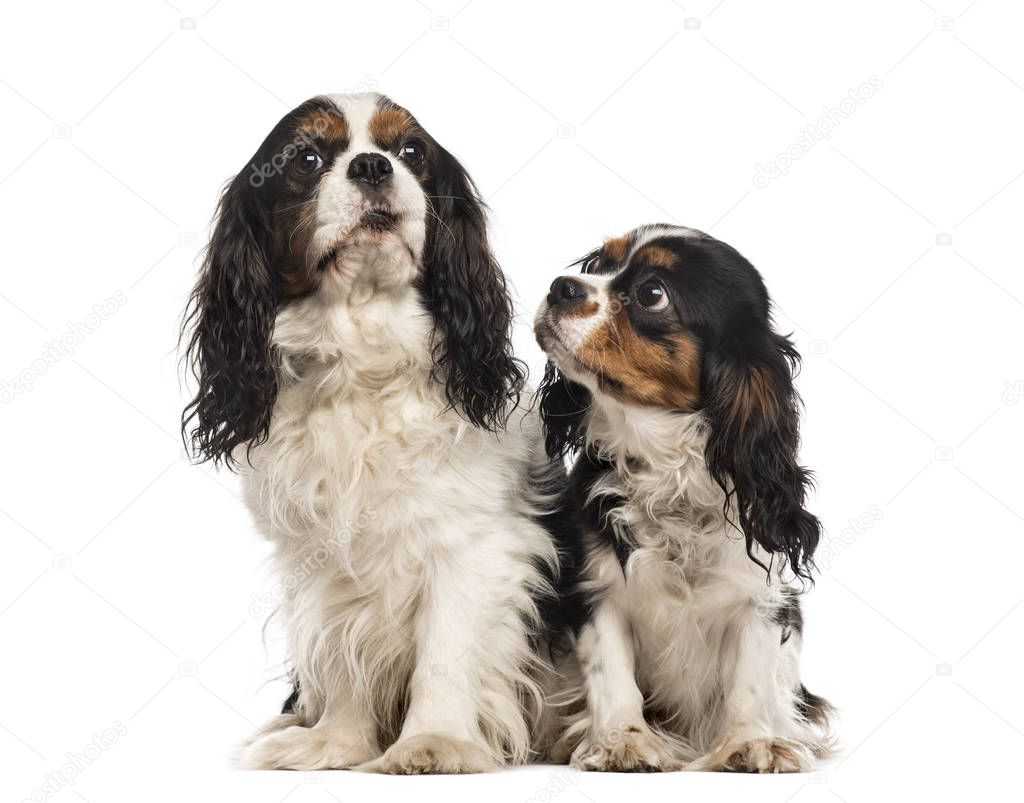 Two Cavalier king Charles sitting, isolated on white