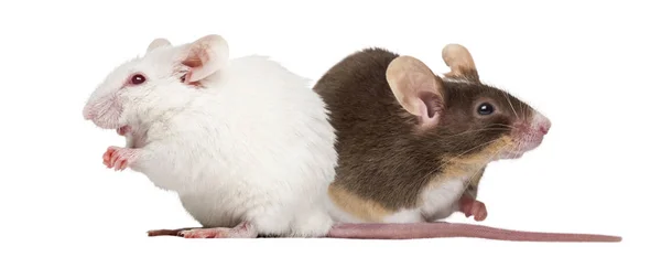 Albín bílý myši a společné myš domácí izolované na bílém — Stock fotografie