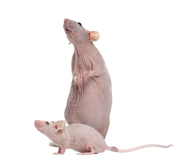 Hairlesss fare ve tüysüz ev faresi, üzerinde beyaz izole — Stok fotoğraf