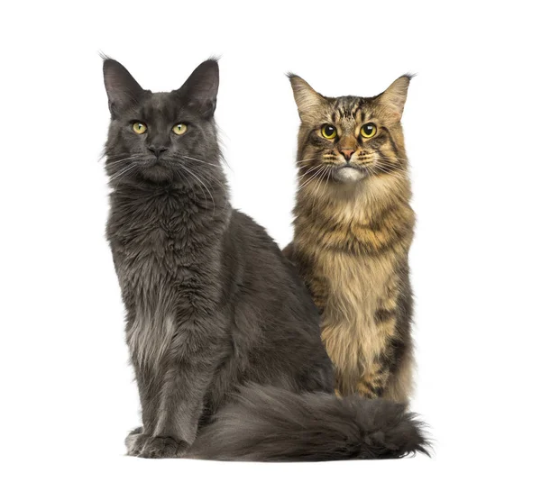 Two cats sitting and looking away, isolated on white — Stock Photo, Image
