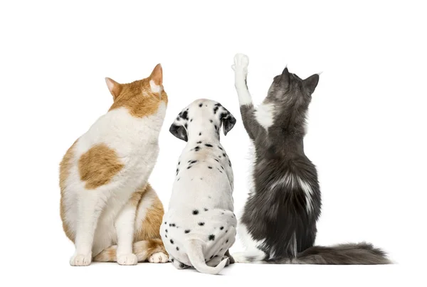 Achteraanzicht van katten en Dalmatische pup, geïsoleerd op wit — Stockfoto