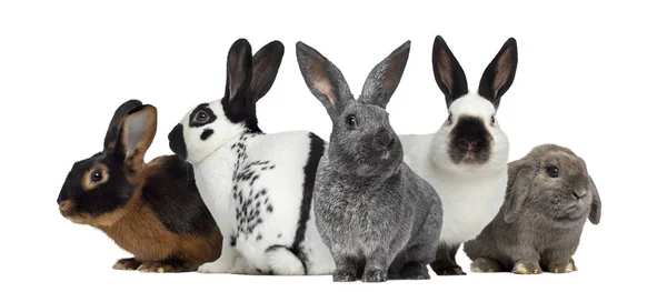 Gruppe von Kaninchen, isoliert auf weiß — Stockfoto