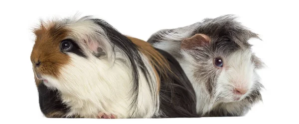 Peruvian Guinea Pig and Guinea Pig isolated on white — Stock Photo, Image