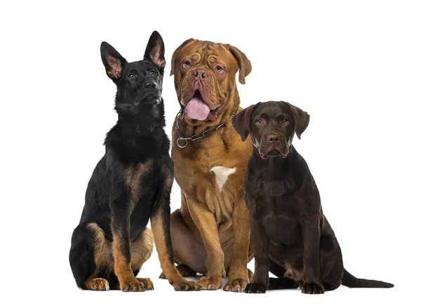 Drie honden zitten, geïsoleerd op wit — Stockfoto