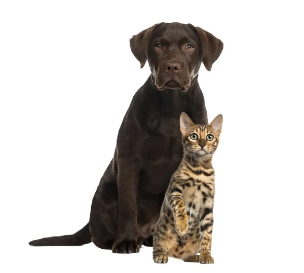 Perro y gato sentados, aislados en blanco — Foto de Stock