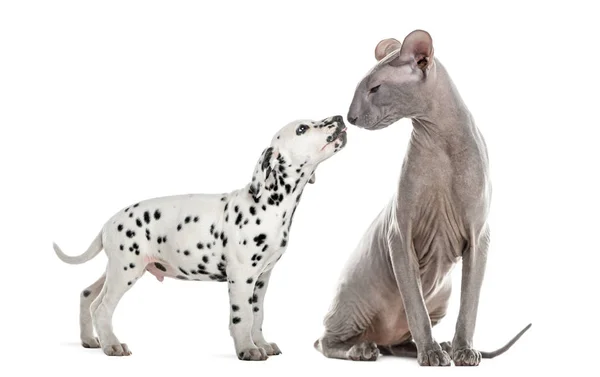 Peterbald  and puppy dalmatian sniffing and looking at each othe — Stock Photo, Image