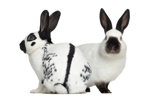 Checkered rabbit and Russian rabbit isolated on white — Stock Photo, Image