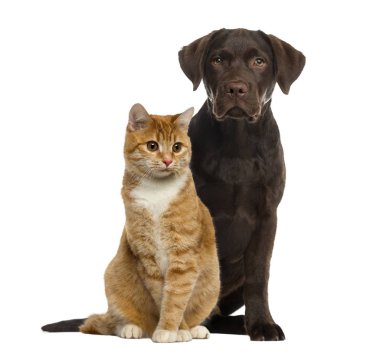 Oturmuş, üzerinde beyaz izole kedi ve köpek