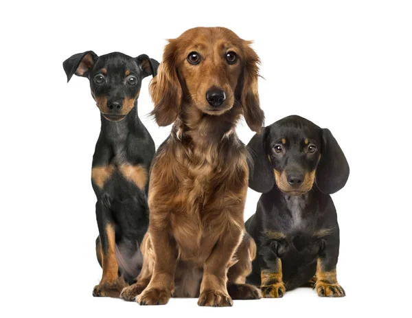 Trois chiens assis, isolés sur du blanc — Photo