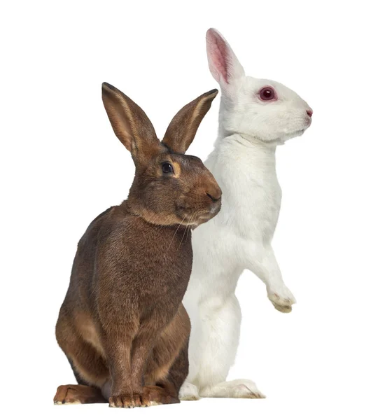 Belgian Hare and White albino hare isolated on white — Stock Photo, Image